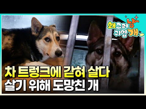 "They locked him in the trunk of a car and stabbed him with a stick..." A hunting dog that could ...