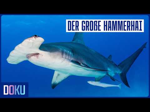 Im Reich der Tiefe: Das Geheimnis der Hammerhaie