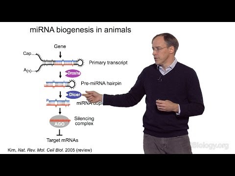 David Bartel (Whitehead Institute/MIT/HHMI) Part 1: MicroRNAs: Introduction to MicroRNAs