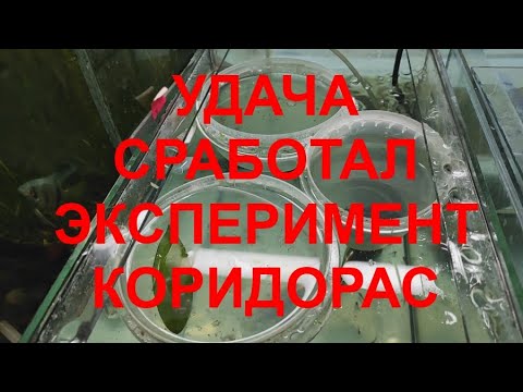 Удача эксперимент коридорас сработал...