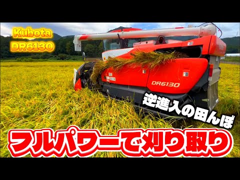 Kubota DR6130クボタの6条130馬力コンバインで刈り取りSTAR🏃