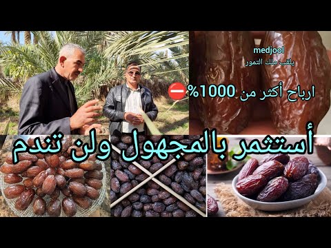 أستثمر أموالك بصنف نخيل المجهول أو المجدول ولن تندم   شاهدوا مزرعة مهدي الفتلاوي في العراق 🇮🇶