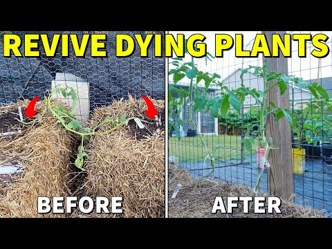 My Tomato And Pepper Plants Were Dead. Now They're Spectacular