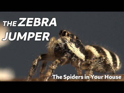 The Spiders in Your House - The Zebra Jumper
