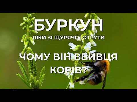 Melilotus: Why is he a cow killer? Honey, poison, and a cure for stroke.