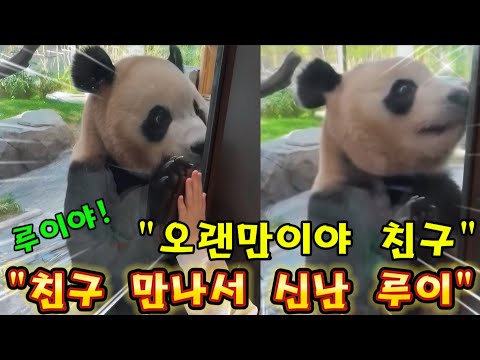 Everland Panda World Oh my goodness, Rui Bao is so excited to see his friend after a long time haha