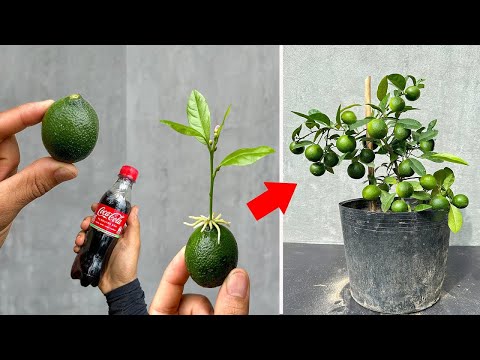 SUPER SPECIAL TECHNIQUE to propagate LEMON using coca~cola, stimulates fast rooting