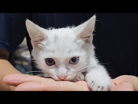 떠나기 전 아깽이 보러 오세요~