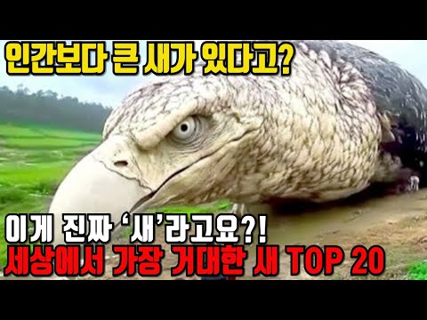 인간보다 큰 새가 실제로 존재합니다 | 세상에서 가장 거대한 새 TOP 20