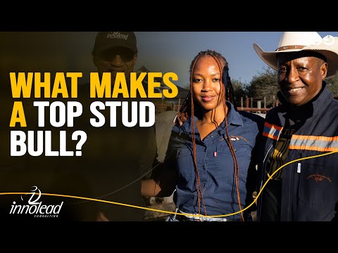 Inside the Art of Cattle Breeding, From Family Farm to Stud Breeder