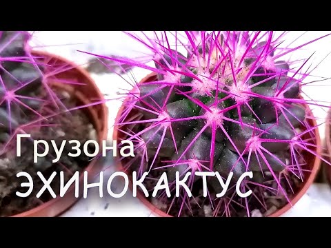 РАЗНОЦВЕТНЫЕ КАКТУСЫ Эхинокактус Грузона