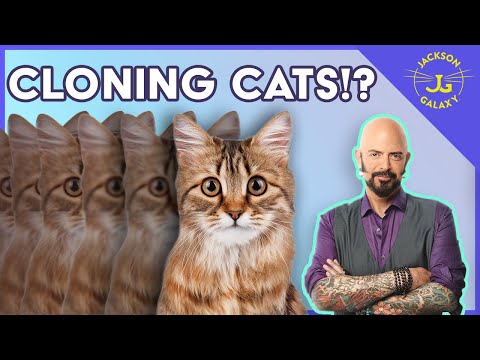 Creating Cat Clones?