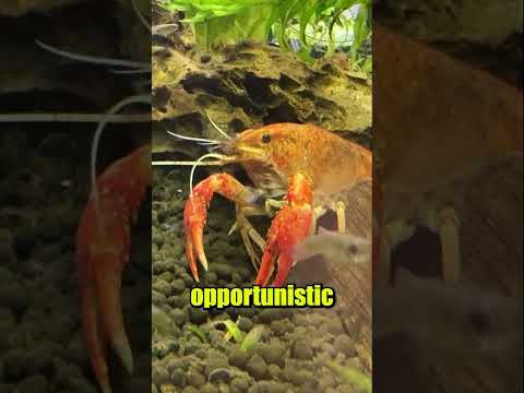 My Crawfish is Fierce