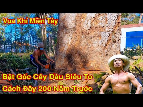 Vua Khỉ Cưa Cây Dầu 200 Năm Tuổi Lên Đến 400 Hoành Tại Trà Vinh Cao To Chót Vót