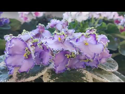 Фиалки,весенний обзор 2025г.