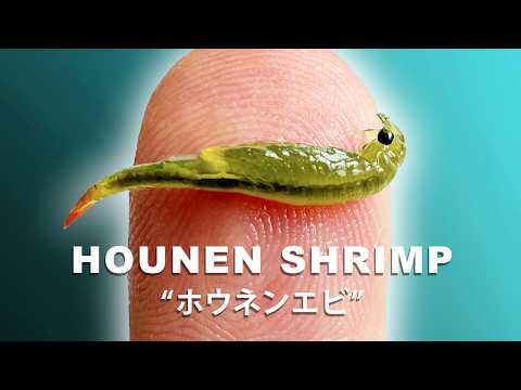 The Mysterious Fairy Shrimp That Appear In Japanese Rice Paddy Fields
