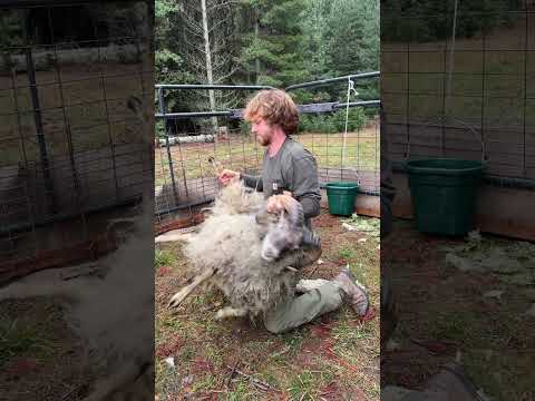 Shearing a ram with antique shears #traditional #sheep #homesteading