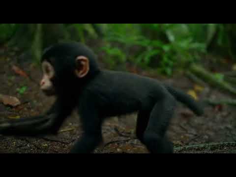 A😱 Baby Gorilla’s Call for Help”😱 küçük maymun kurtarma yardimi