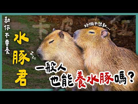 水豚會咬人？為什麼水豚君是動物們的好朋友？想帶卡皮巴拉回家養，先克服這些問題...《勸你不要養》EP23 | 蝌蚪老師與三桃