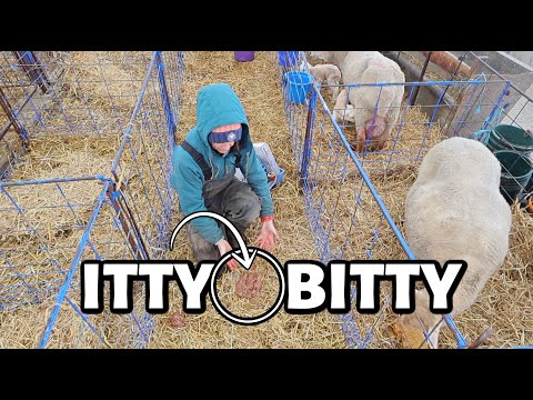 These are the  SMALLEST LAMBS I've ever seen!!! (and she had FOUR of them!!) ~ Vlogmas 2025