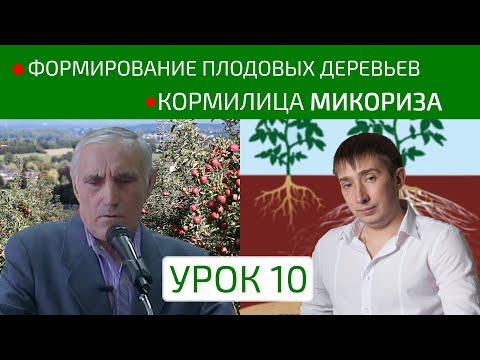 Формирование плодовых деревьев | Кормилица Микориза - биопрепарат для корней