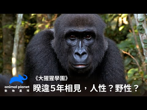 比人還有人性？相隔五年與大猩猩的重逢，還有辦法記住彼此嗎？｜大猩猩學園｜動物星球頻道