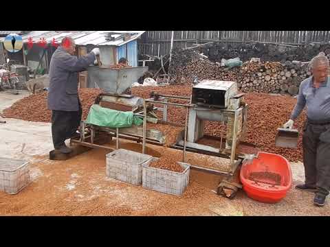 东北采松子一天赚1000元，3口人采2月赚20万，看松仁咋加工的