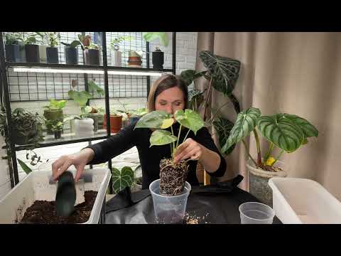 Монстера Тайское Созвездие. Филодендрон