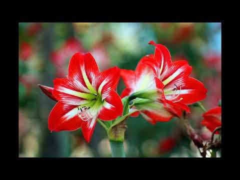 Музыка Моцарта для поднятия настроения и вдохновения!