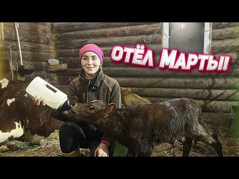 Отёл джерсейско-айрширской нетели. Первая дойка. Огромный удой! | Молодая Ферма