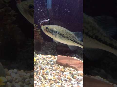 WHAT HAPPENED TO MY PET BASS?