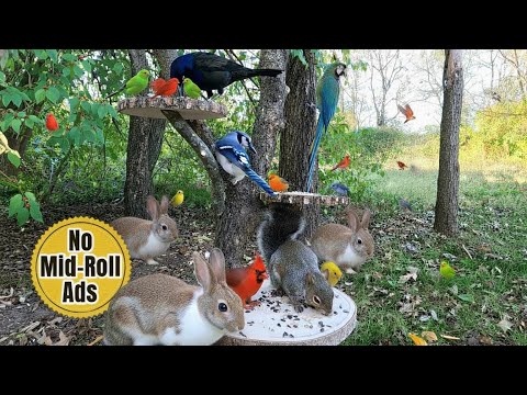 🐿️🐦 Cat TV for Cats & Dogs | Squirrels & Birds at Feeder | 10 Hours Relaxing Pet Entertainment