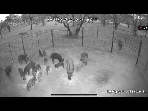 Trapping 22 more wild hogs off of Doc Hollywoods place!