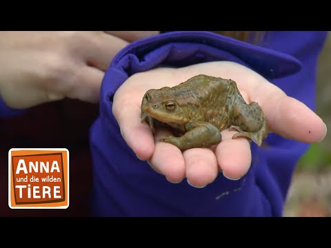 Wieviel Kröte steckt im Frosch? | Reportage für Kinder | Anna und die wilden Tiere