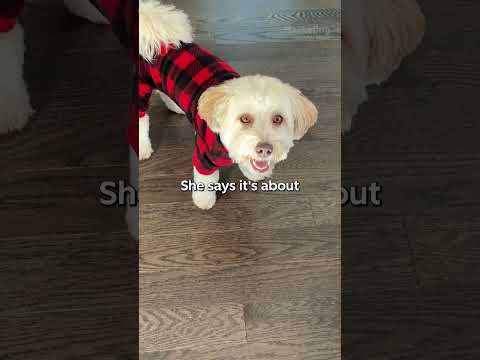 I Used My Friend's Dog to Test a Product Launch Strategy