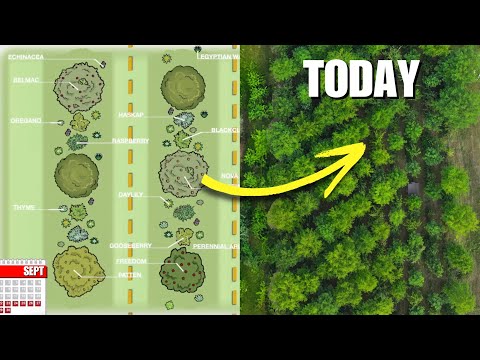 I Planted a Permaculture Orchard - here's what happened