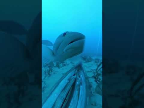 These Fish try to eat my Camera! #shorts #underwater #wildlife #pets #funny