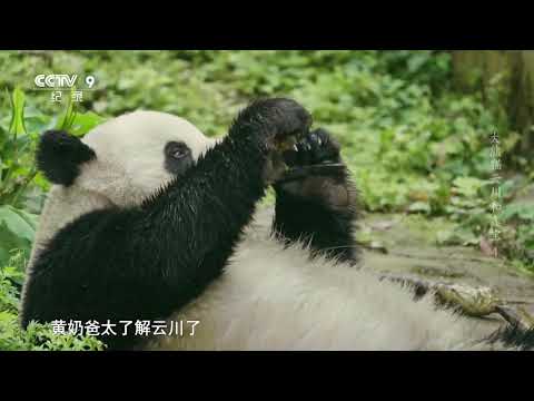 旅美大熊猫云川是白云的外孙 1996年大熊猫白云从中国去到美国 入住圣迭戈动物园《🐼大熊猫云川和鑫宝》01【CCTV纪录】