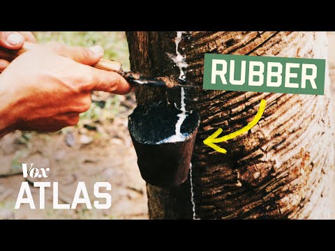 The war for the Amazon's most valuable trees