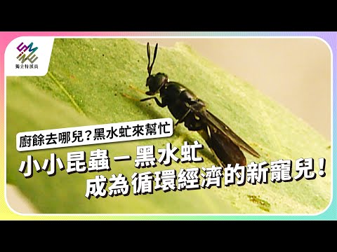 小小昆蟲黑水虻，成為循環經濟的新寵兒｜廚餘去哪兒？黑水虻來幫忙｜公視 #獨立特派員 第868集 20240911