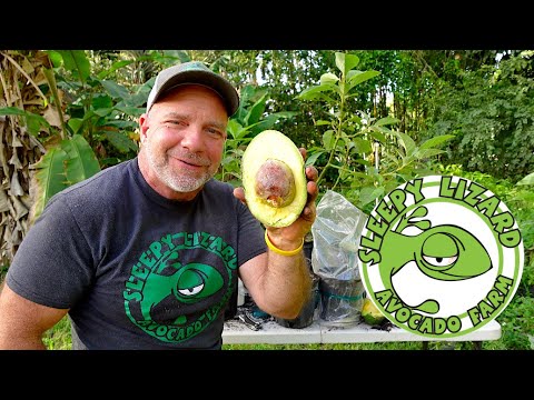 How To Grow Avocados From A Store Bought Avocado Seed