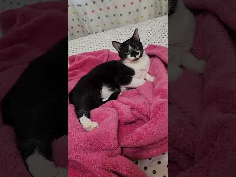 Must be nice to nap, stretch, eat, and repeat all day! #youtubeshorts #catshorts #ytshorts