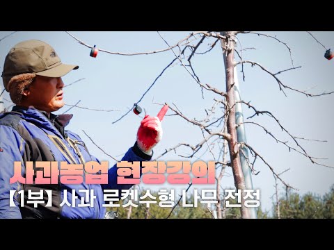 【사과농업 현장강의 1부】 사과나무 전정의 모든 것?! l 사과 "로켓수형" 나무 전정하기!! 【사과 전문가 마이스터 김병철】