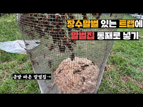 Catch a group of wasps and trap them with four giant hornets