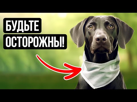 Если на собаке надета такая бандана, держитесь от нее подальше