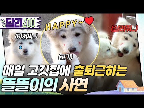 [🐕#달리ZOO] 매일매일 고깃집에 출퇴근하는 강아지🐶 주인이 없는 줄 알았는데 사실 가출한 거였다?! 똘똘이의 비밀🤫 #TV동물농장 #달리 #DALI #똘똘이