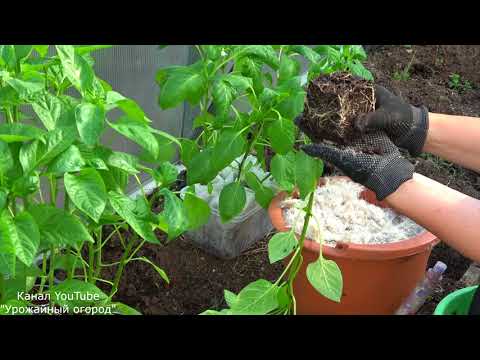 САЖАЙТЕ ПЕРЕЦ ТОЛЬКО ТАК!СЕКРЕТНАЯ ДОБАВКА В ЛУНКУ!