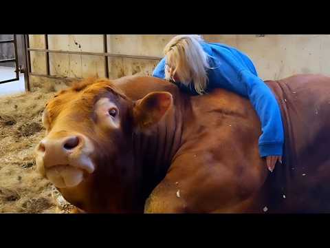 These Animals Didn’t Forget Their Owners After Years Apart ❤️ Best Reunions 2025