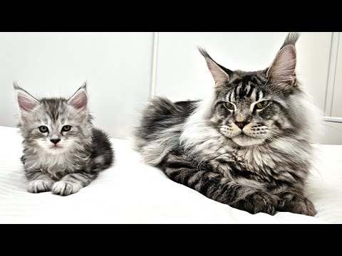 Kittens Meet Scary Uncle Dexter for the First Time!