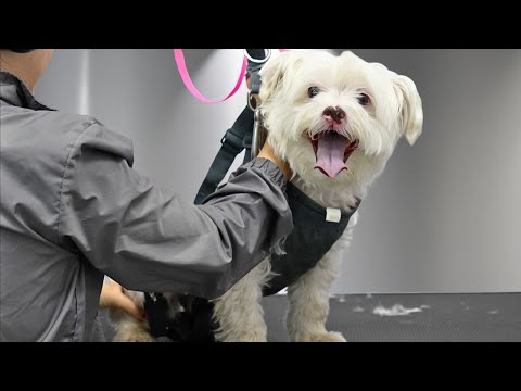 Why No Groomer Would Take Him | A Very Challenging Transformation